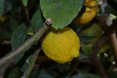 Limone Varietà B