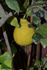 Cedro (Citrus Medica)