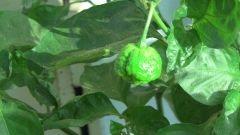 Trinidad moruga scorpion