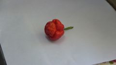 Trinidad Moruga Scorpion