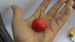 Trinidad Moruga Scorpion