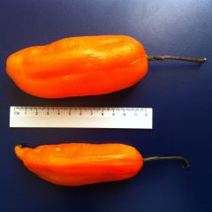 Aji Amarillo