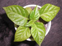 Bhut Jolokia White 006 R 26 04 2014