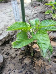 trinidad Red scorpion 003 R 22 06 2014