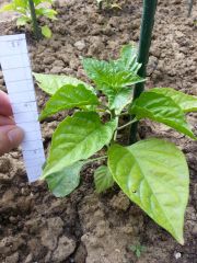 Trinidad Red Scorpion 001 R 08 06 2014