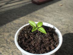 Carolina Reaper 004 R 06 04 2014