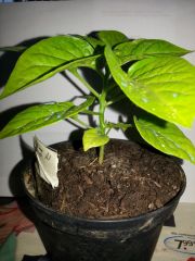 Bhut Jolokia White 20140518 203846 R 18 05 2014