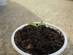 Carolina Reaper 004 R 30 03 2014