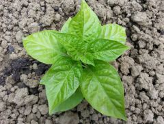 Bhut Jolokia White 000 R 27 05 2014