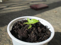 Carolina Reaper 005 R 06 04 2014