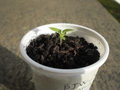 Bhut Jolokia White 003 R 30 03 2014