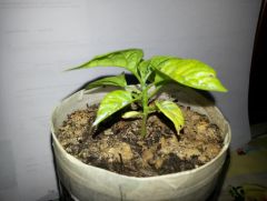 Carolina Reaper 20140518 205801 R 18 05 2014