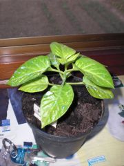 Bhut Jolokia White 001 R 11 05 2014