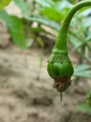 trinidad Red scorpion frutto 001 R 07 07 2014