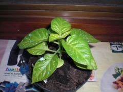 Bhut Jolokia White 000 R 11 05 2014