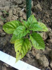 Carolina reaper 001 R 08 06 2014