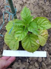 Trinidad Red Scorpion 004 R 08 06 2014