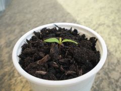 Carolina Reaper 003 R 30 03 2014