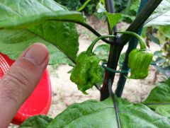 Carolina reaper 001 18082014