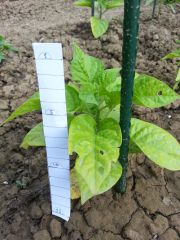 Bhut Jolokia white 001 R 08 06 2014