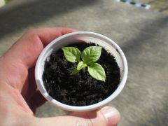 Bhut Jolokia White 006 R 06 04 2014