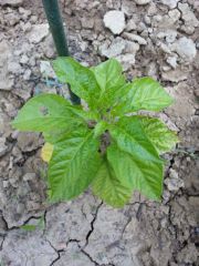 trinidad Red scorpion 004 R 22 06 2014