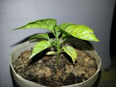 Carolina Reaper 20140518 205807 R 18 05 2014