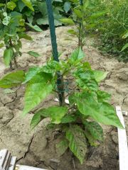 carolina reaper 002 R 07 07 2014