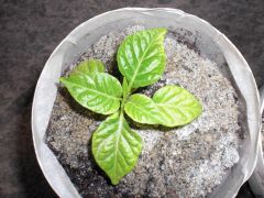 Carolina Reaper 10 R 26 04 2014