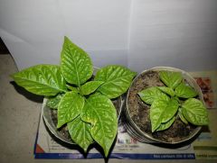 Carolina Reaper 20140518 205741 R 18 05 2014