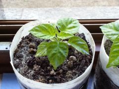 Carolina Reaper 002 R 11 05 2014