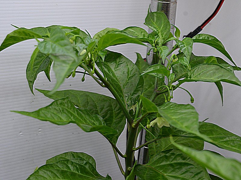 Habanero Hot Lemon x Angkor Sunrise F2.jpg