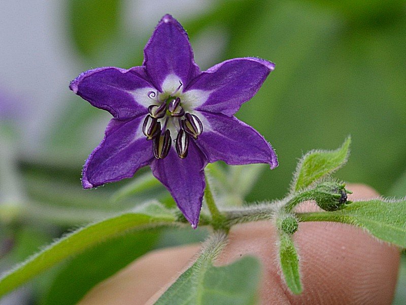 Rocoto Gaia Fiore.jpg