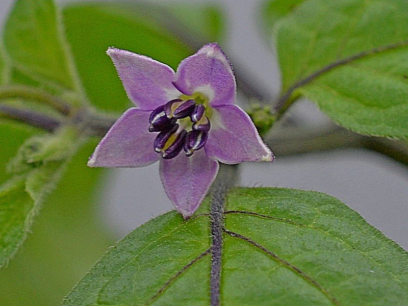 Canario Rosa Fiore 1.jpg