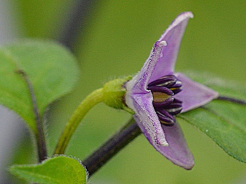 Canario Rosa Fiore 2.jpg