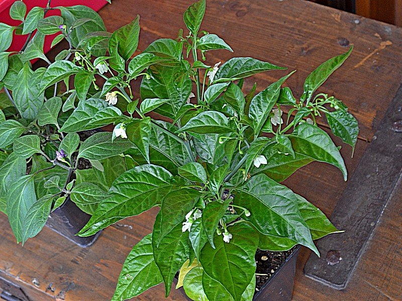 07 Habanero Hot Lemon X Angkor Sunrise F2.jpg