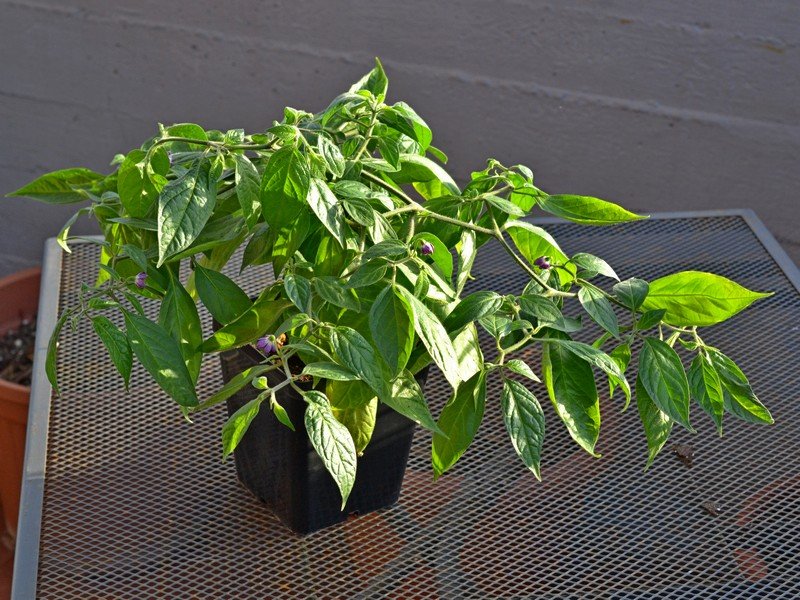 10 Rocoto Gaia.jpg