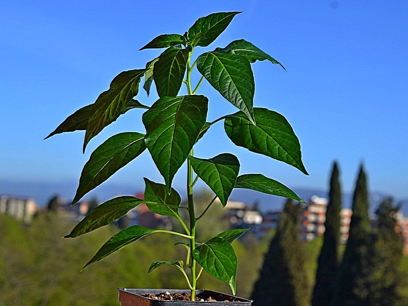 Tabasco_Greenleaf_Pianta_001.jpg