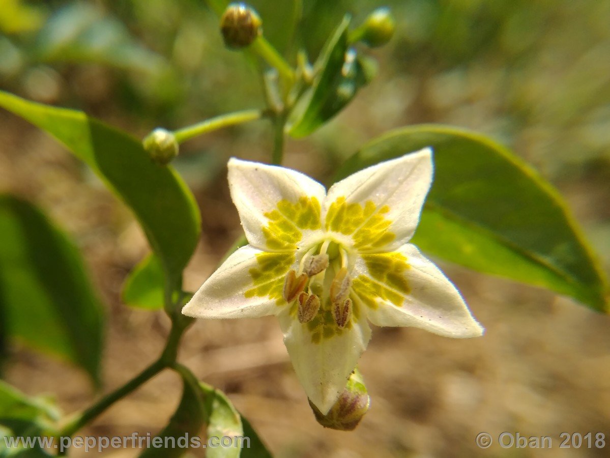 Peperoncini 2018 - 0711.jpg