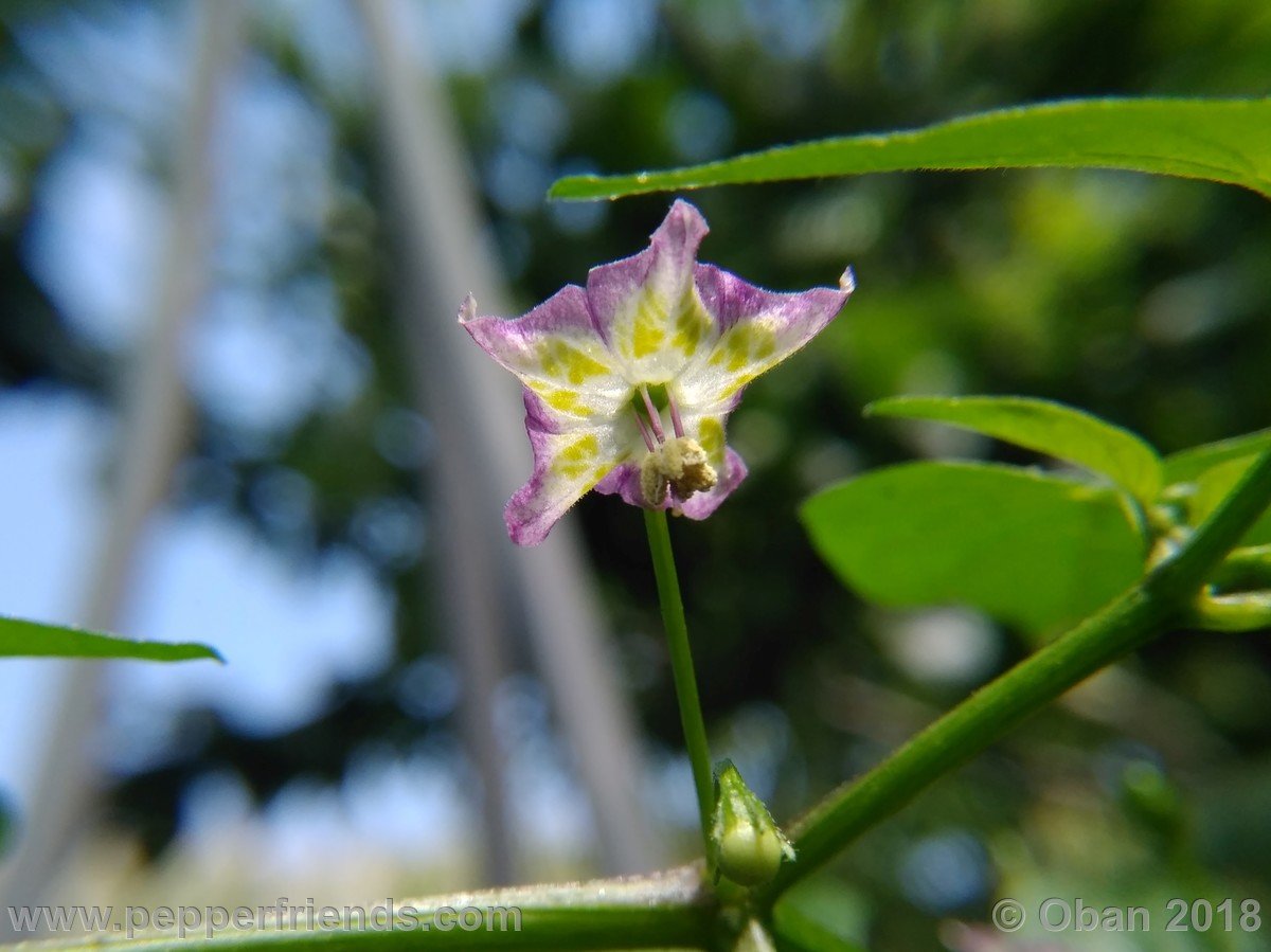 Peperoncini 2018 - 0780.jpg