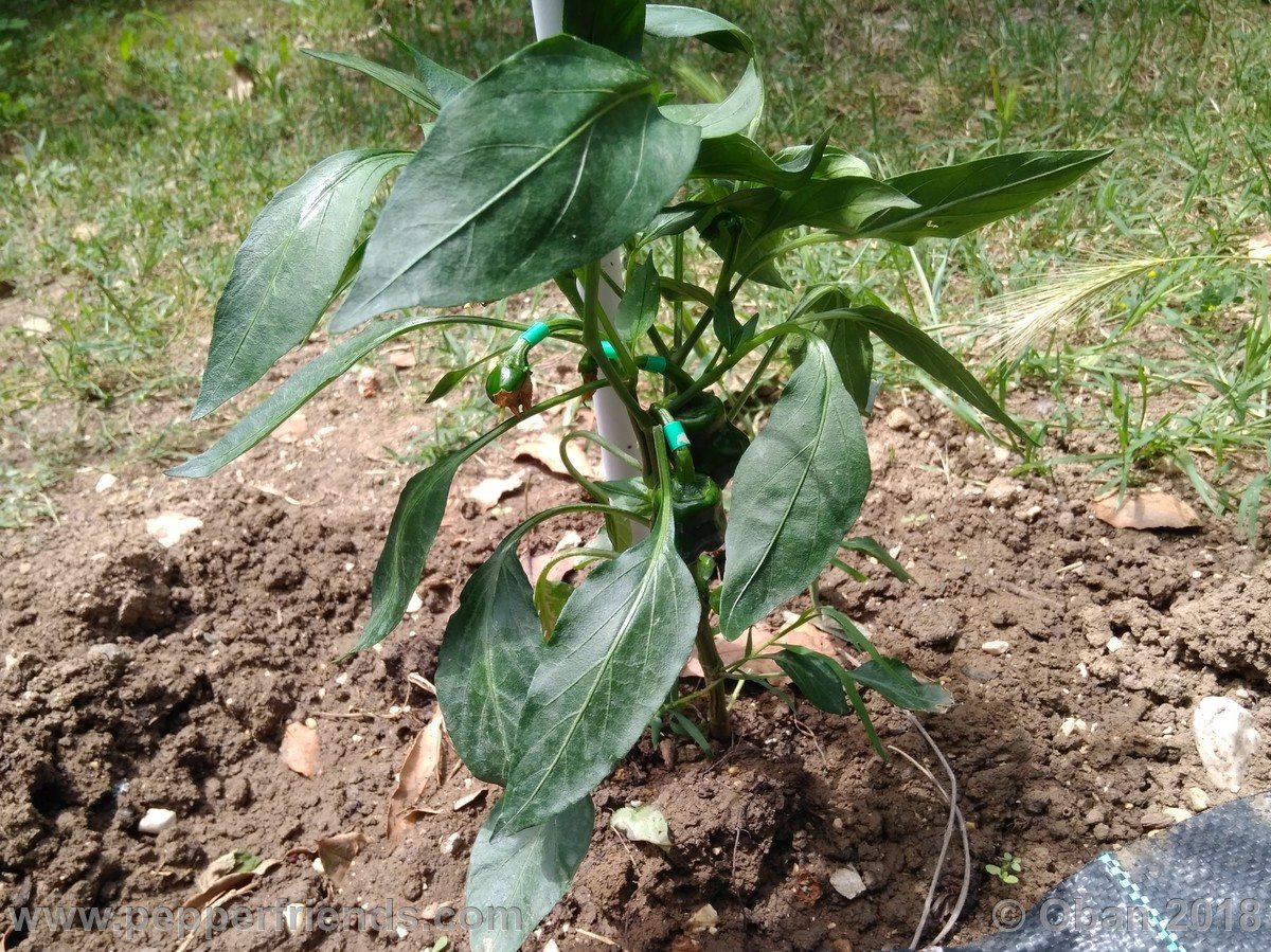 Peperoncini 2018 - 0810.jpg