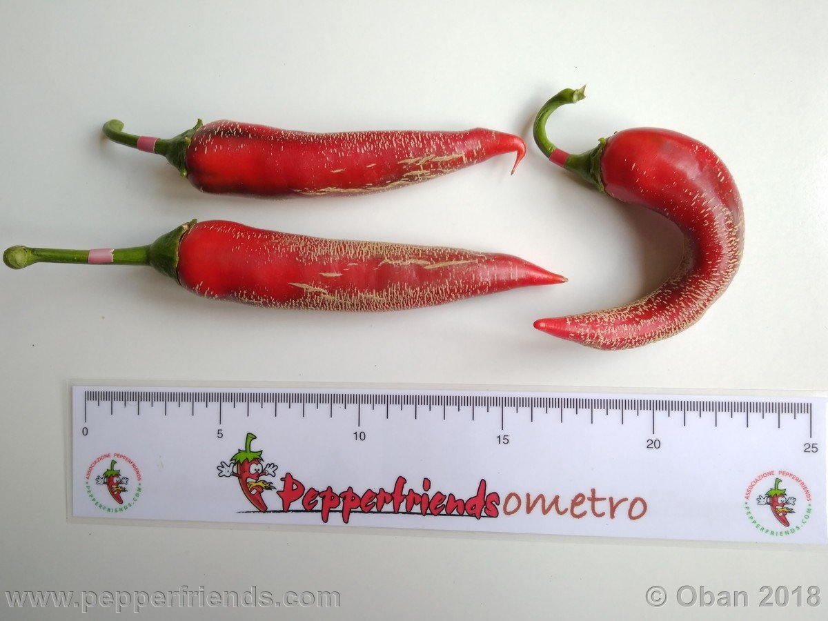 Peperoncini 2018 - 0922.jpg