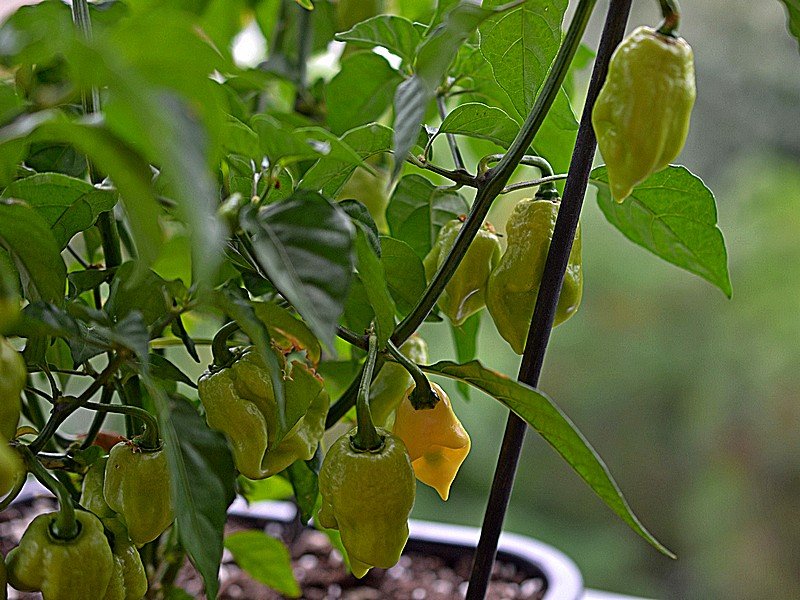 10 Carolina Reaper x Habanero White Giant.jpg