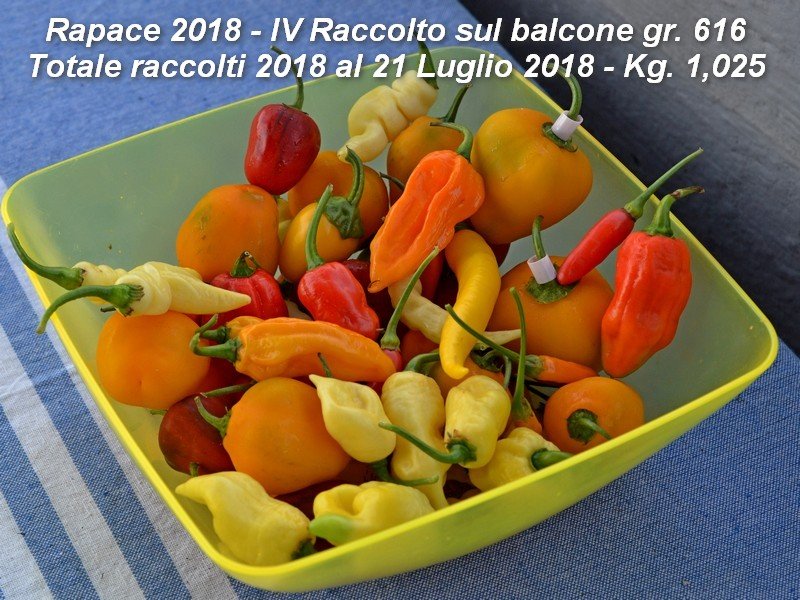 30 RACCOLTO 616 gr Tot 1025.jpg