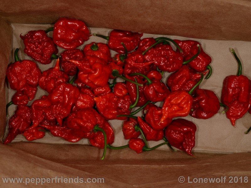 carolinareaper.jpg