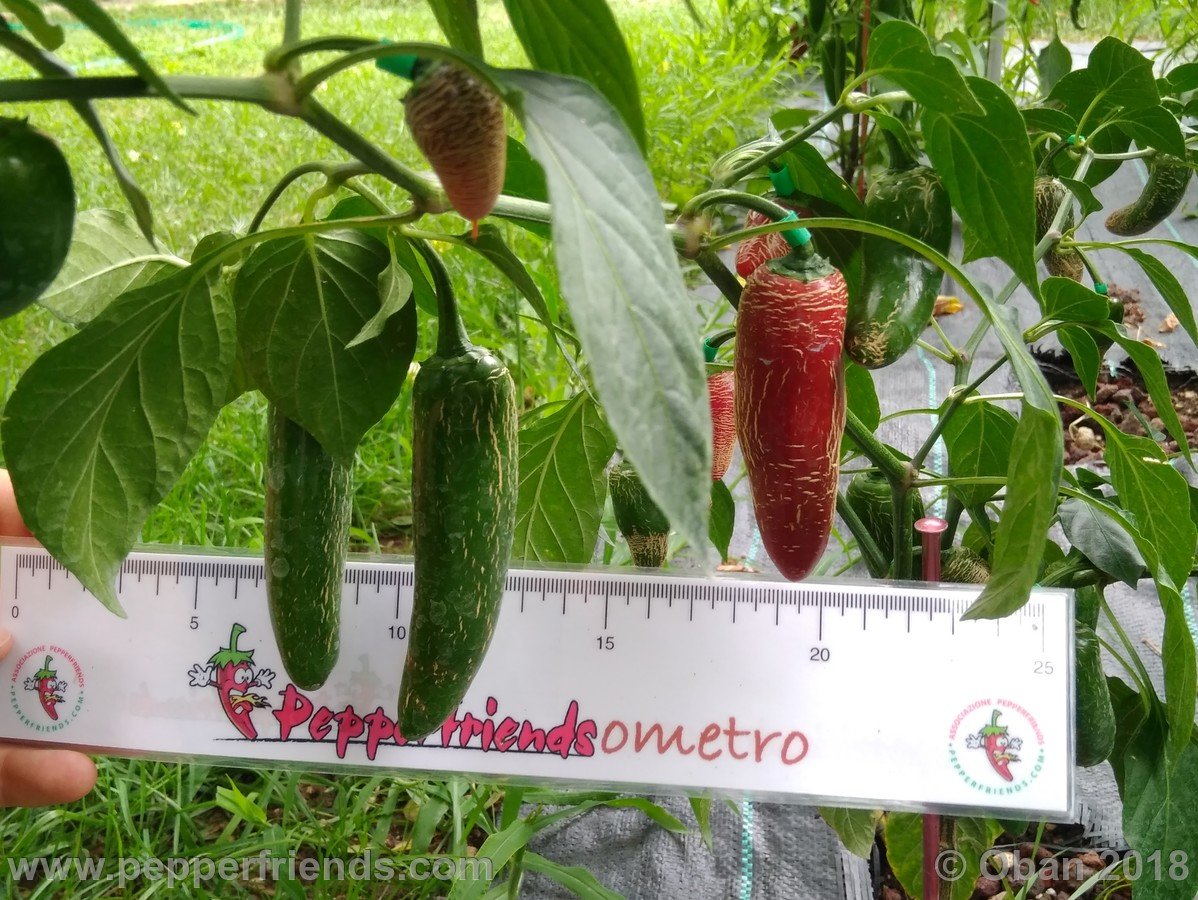 Peperoncini 2018 - 1460.jpg