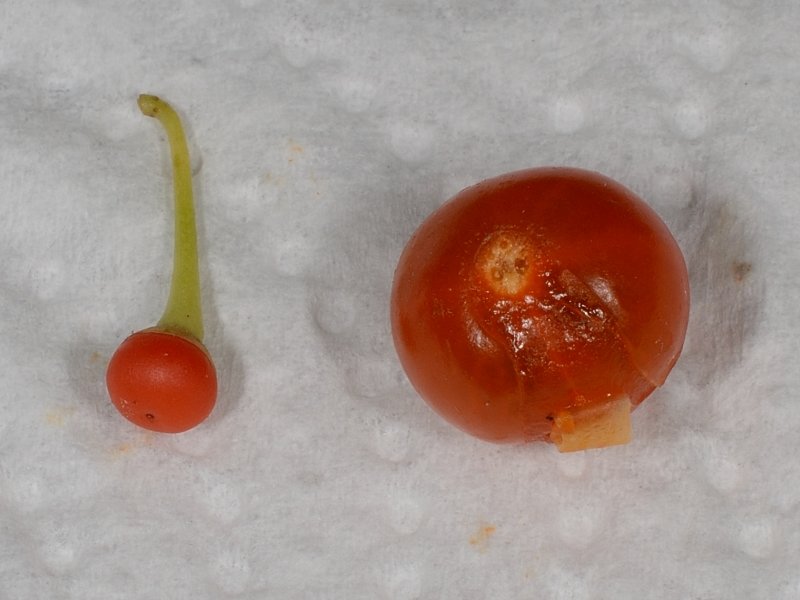 Capsicum_flexuosum_frutti_1.jpg