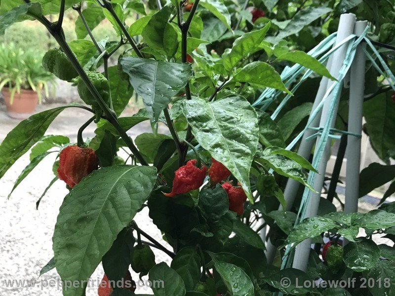 carolinareaper3.jpg