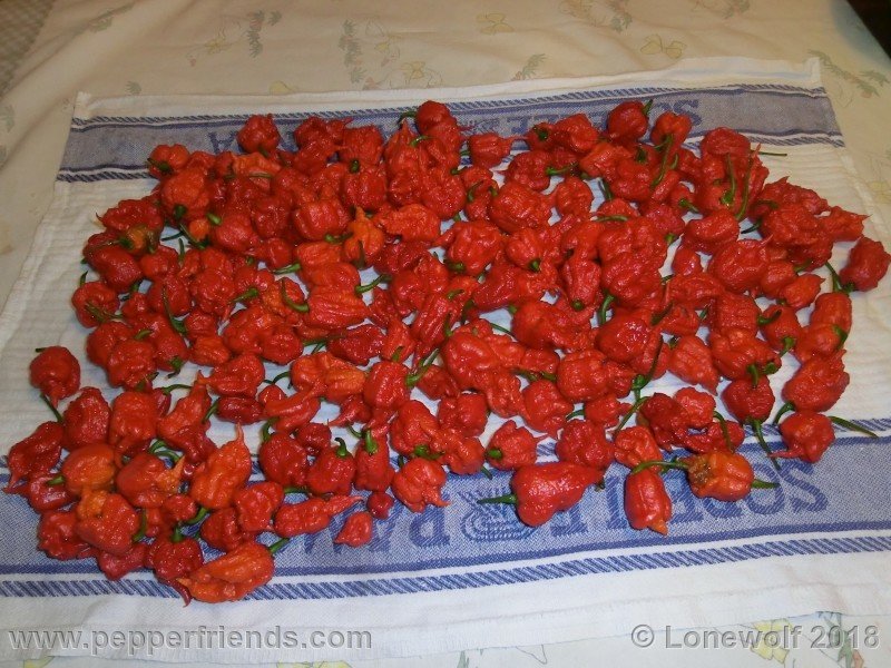 carolinareaper_raccolto.jpg