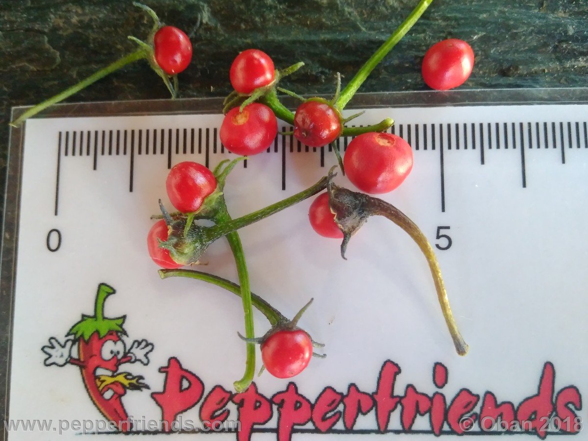 Peperoncini 2018 - 2096.jpg